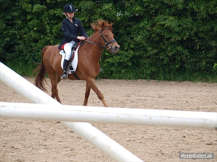 Anden særlig race Mccoy billede 5