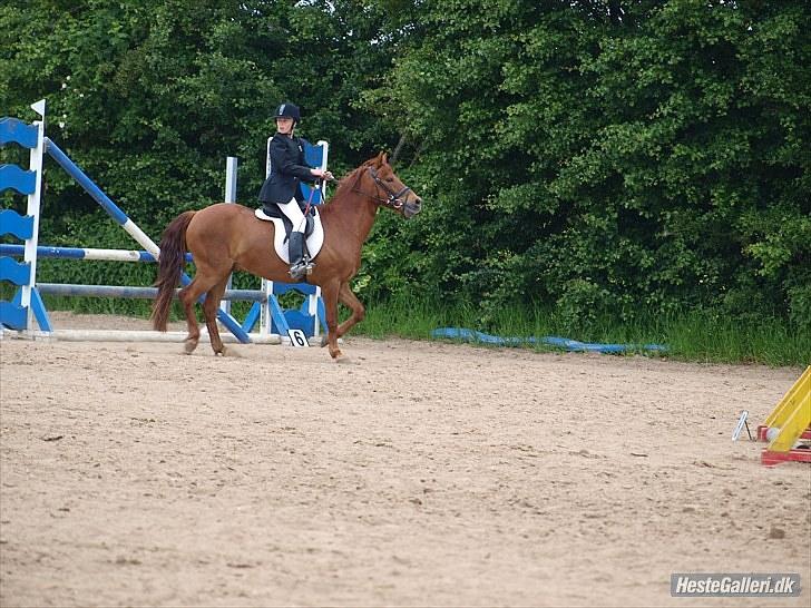 Anden særlig race Mccoy - foto: Anne Rafn<3  billede 6