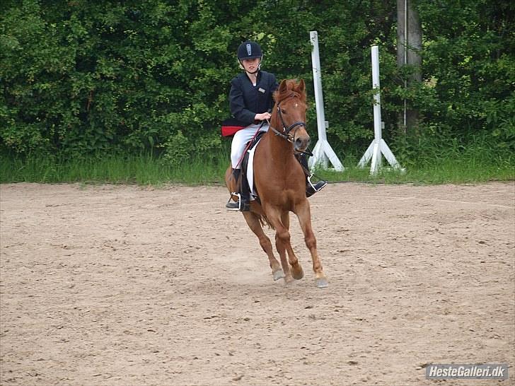 Anden særlig race Mccoy - foto: Anne Rafn<3  billede 7