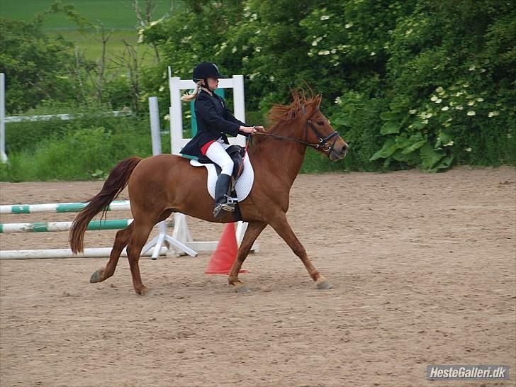 Anden særlig race Mccoy - foto: Anne Rafn<3  billede 8