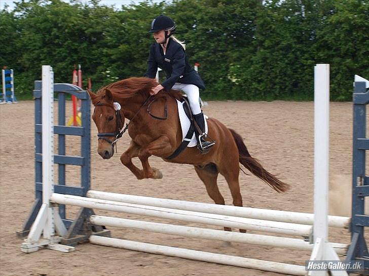 Anden særlig race Mccoy - foto: Anne Rafn<3  billede 9