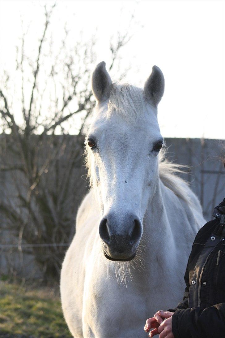 Anden særlig race smilla englehesten<3 R.I.P<3 - smukke smilla billede 6