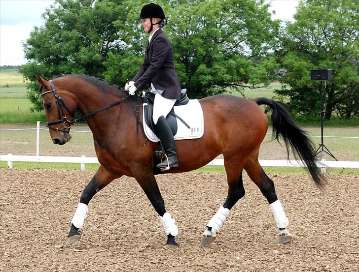 Oldenborg Fleur (Olga) - olga, til hendes første stævne LD1 -. 2 plads med 64,66% :D billede 8