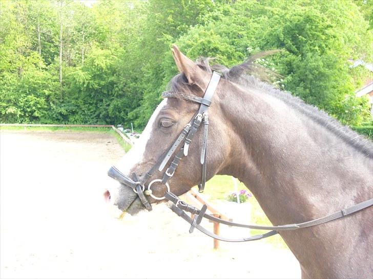 Welsh Pony (sec B) Sylvan's Rivaldo SOLGT:'( - Billede 8
Rivaldo sommeren 2011 billede 8