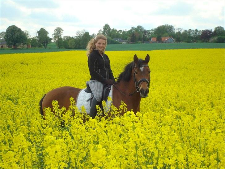 Hollandsk Sportspony Andorra *B-pony* Solgt - Mig og Andorra i rapsen <3 billede 7