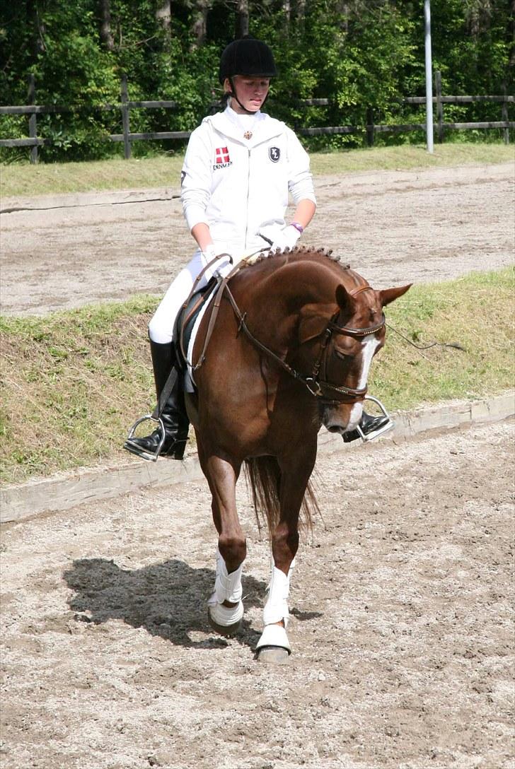 Dansk Varmblod Diala B-pony - Diala og mig til stævne billede 9