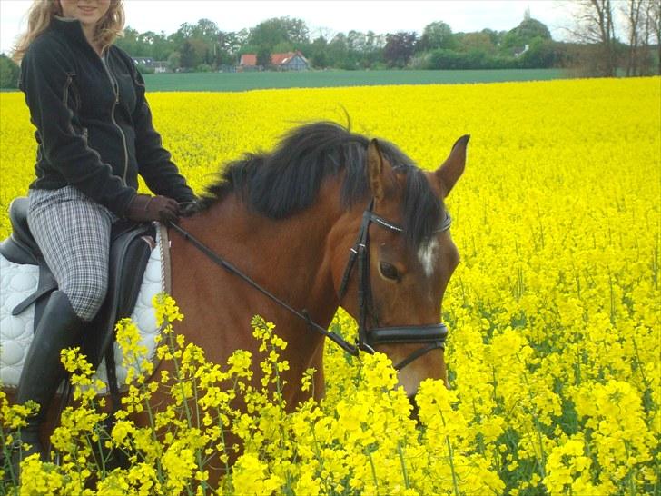 Hollandsk Sportspony Andorra *B-pony* Solgt - Min dejlige pony :D billede 18