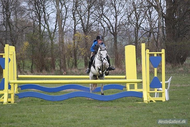 Welsh Pony (sec B) Jason - 2010 - Springtræning NVR billede 8