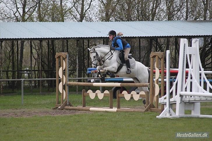 Welsh Pony (sec B) Jason - 2010 - Springtræning NVR 
 billede 9