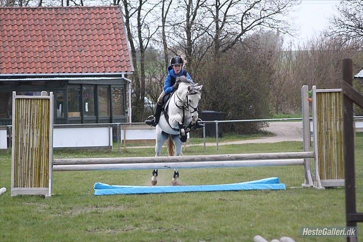Welsh Pony (sec B) Jason - Undskylder min mund.. :i 
 billede 10