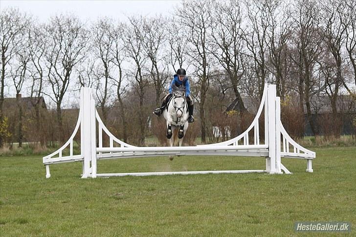 Welsh Pony (sec B) Jason billede 11