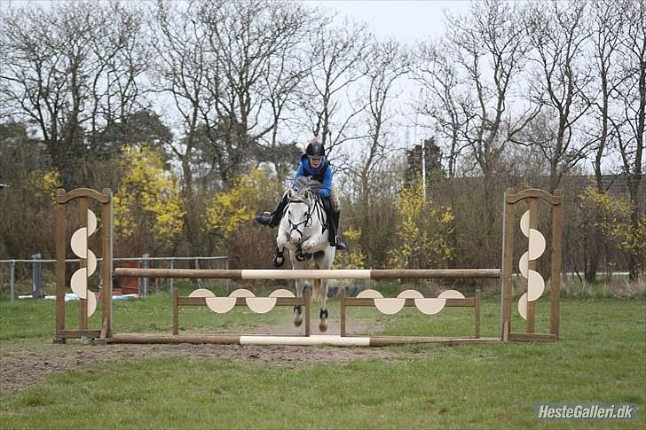 Welsh Pony (sec B) Jason - 90 cm. til træning på NVR!  billede 1