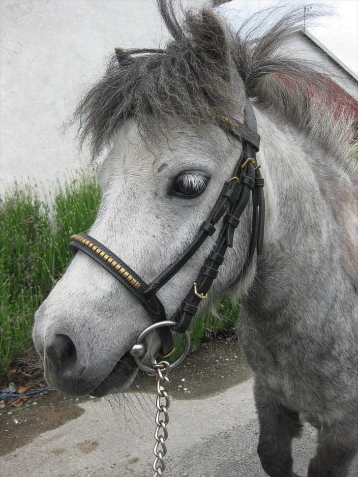 Miniature Bandit billede 9