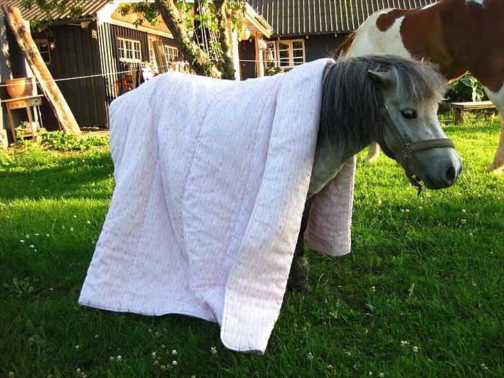 Miniature Bandit billede 10