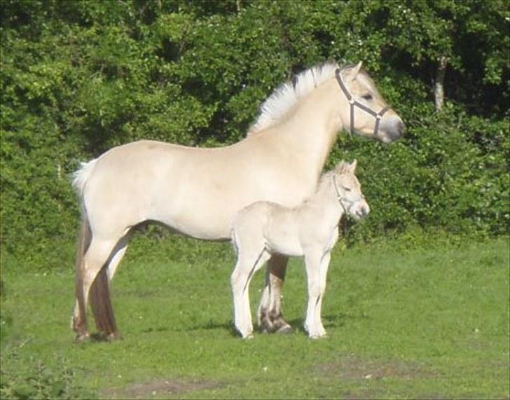 Fjordhest Liva Halsnæs SOLGT - Liva 4 år gammel - med Hyllesteds Ballade billede 1