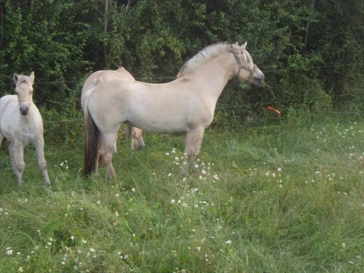 Fjordhest Liva Halsnæs SOLGT - Liva 3 år gammel, sammen med Akvarel. billede 7