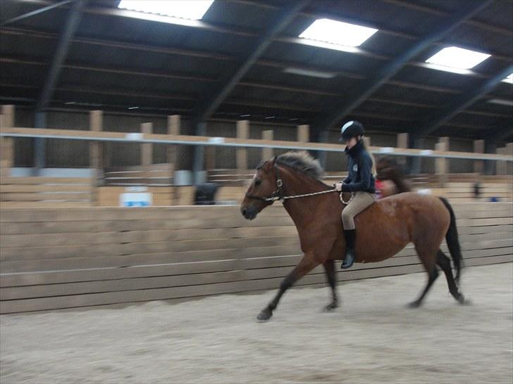 Anden særlig race Cherie *Gl. Part* (Solgt) - 19. NYT Prinsessen og jeg i en galop for første gang på en volte. billede 19