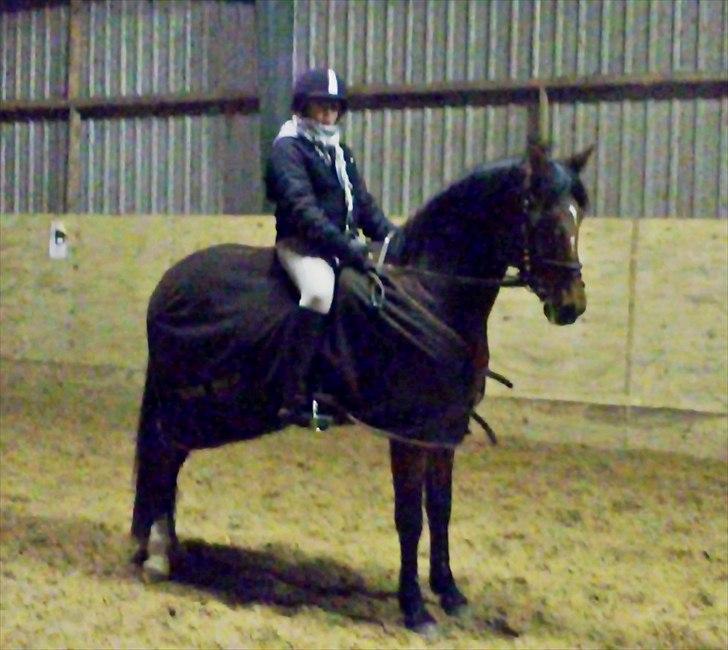 Hollandsk Sportspony Carmen<3 min stjerne! - Efter en god ride time :) billede 6