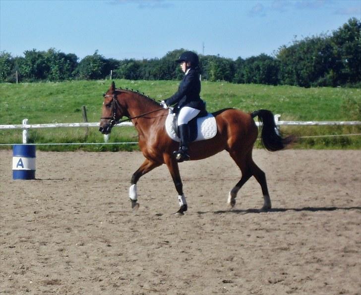 Hollandsk Sportspony Carmen<3 min stjerne! - første stævne på Carmen d. 4/9 - 0´10  billede 7