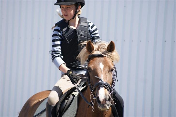 Anden særlig race Kira - 2x klubmester (solgt) - springtræning<3 d. 17/6 2010 billede 6