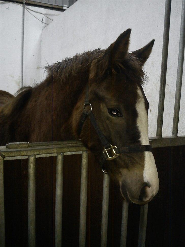 Anden særlig race Dixie - Dixie 1 eller 2 år billede 14