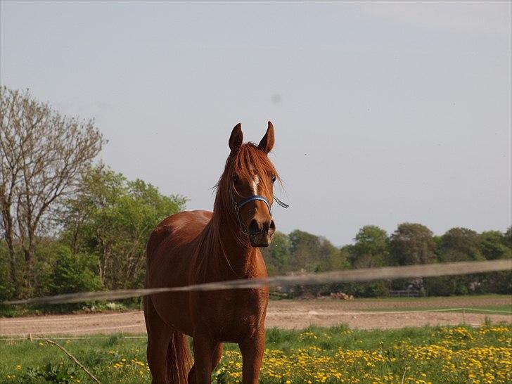 Arabisk fuldblod (OX) Kasim - Deeeeejlige hest :-* billede 17