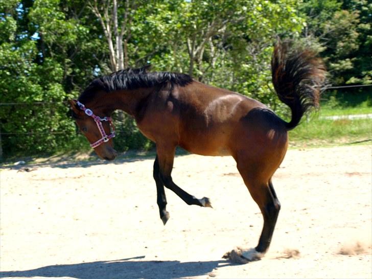 Oldenborg Don Frello - 1år. billede 5