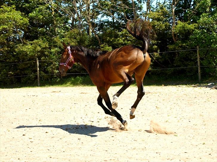 Oldenborg Don Frello - 1år billede 6