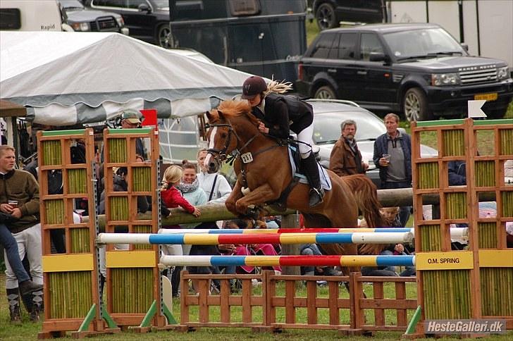 Hollandsk Sportspony Chili Pepper K billede 14