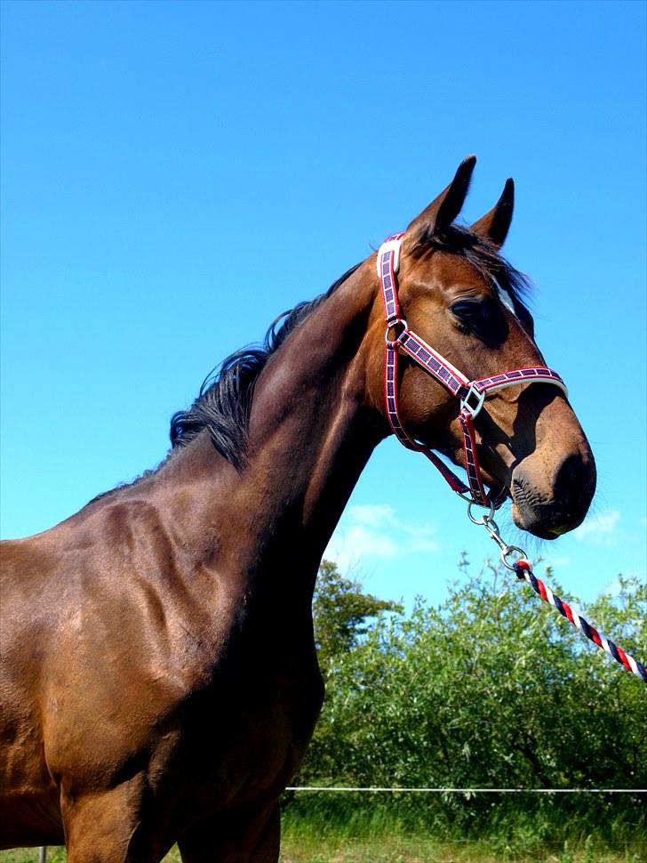 Oldenborg Don Frello - 1år. billede 7