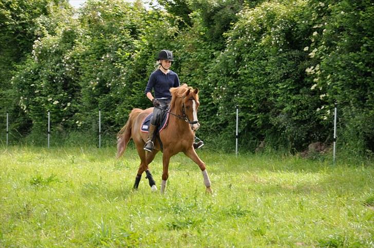 Hollandsk Sportspony Chili Pepper K billede 15