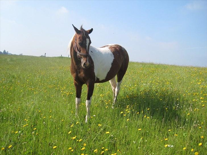 DSP Endahlgårdens Pallas  billede 12