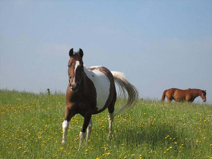 DSP Endahlgårdens Pallas  billede 13