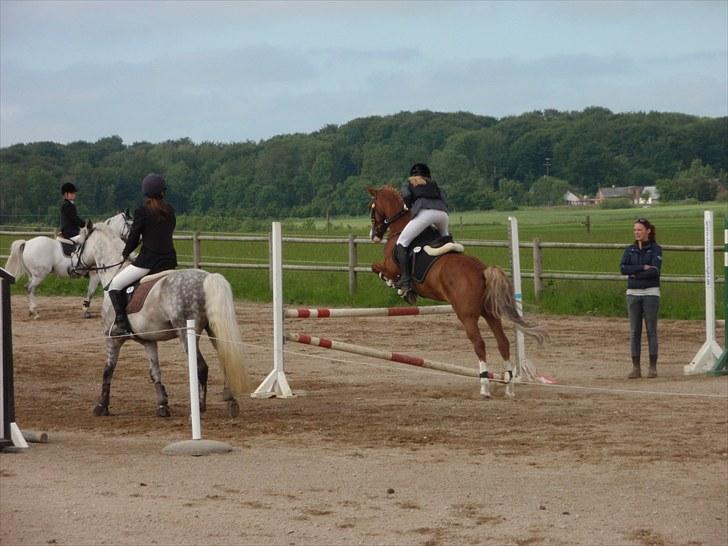 New Forest Bakkens Maltemay (solgt) billede 6