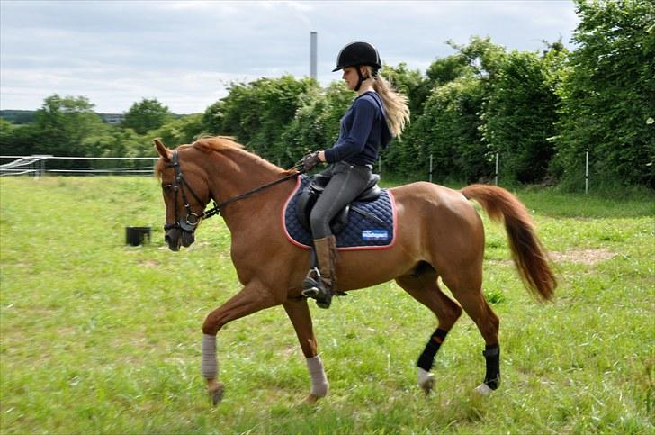 Hollandsk Sportspony Chili Pepper K billede 16