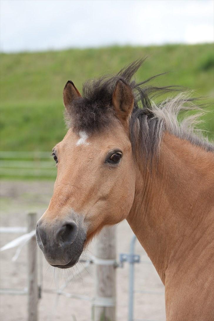 Anden særlig race Balder Futte R.I.P  billede 1