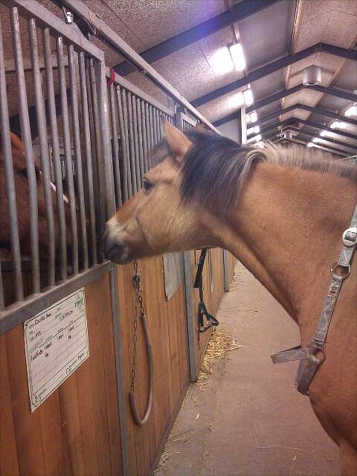 Anden særlig race Balder Futte R.I.P  billede 2