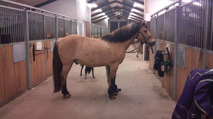 Anden særlig race Balder Futte R.I.P  billede 3