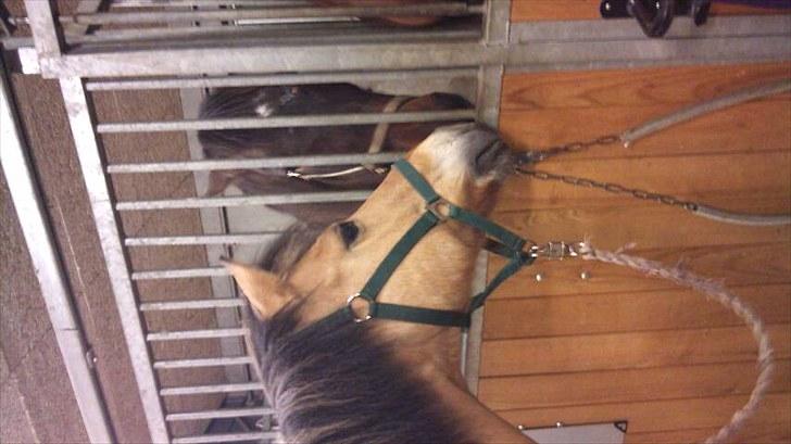 Anden særlig race Balder Futte R.I.P  billede 4