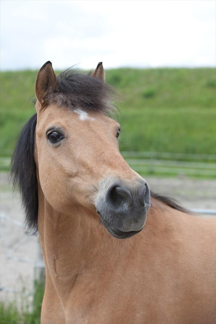 Anden særlig race Balder Futte R.I.P  billede 5