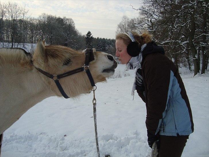 Fjordhest Højgaards Findus - Jul 2010 billede 17