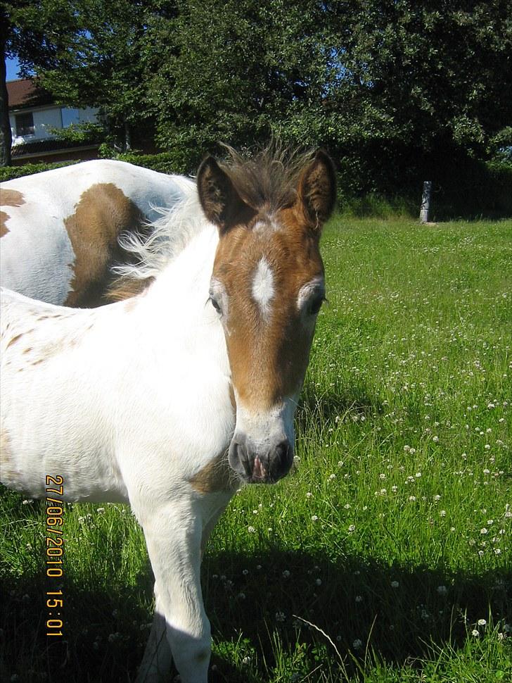 Anden særlig race Indian Spot / Viggo billede 10