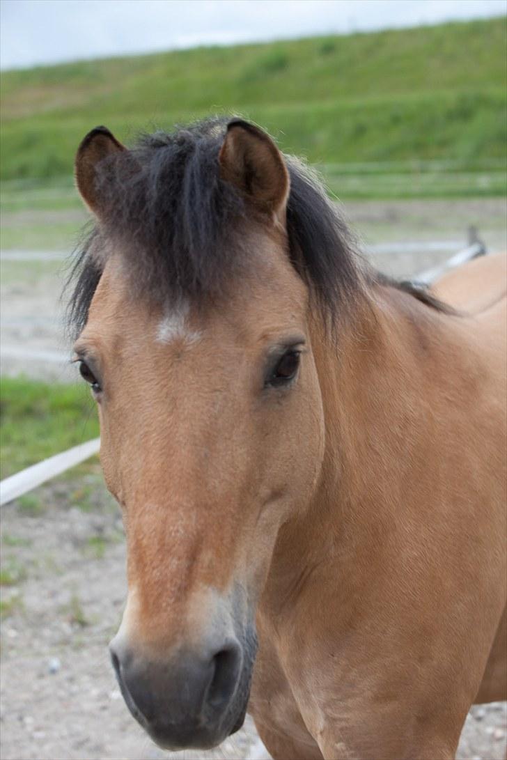 Anden særlig race Balder Futte R.I.P  billede 6