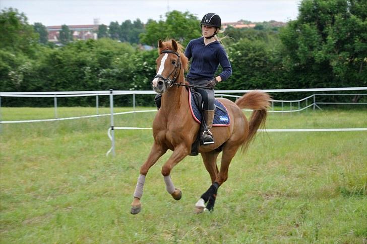 Hollandsk Sportspony Chili Pepper K billede 18