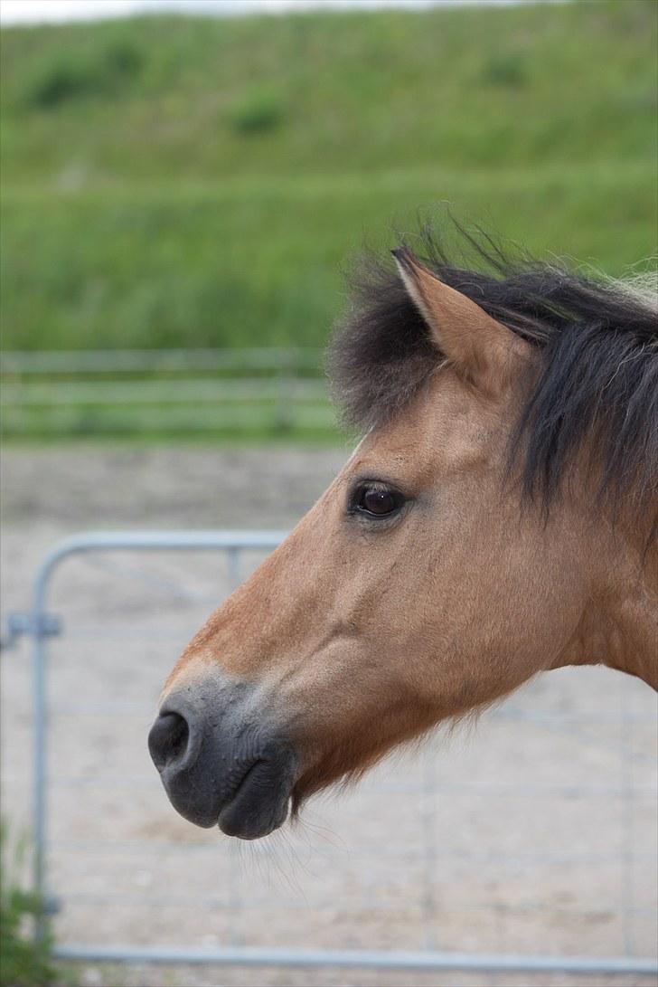 Anden særlig race Balder Futte R.I.P  billede 7