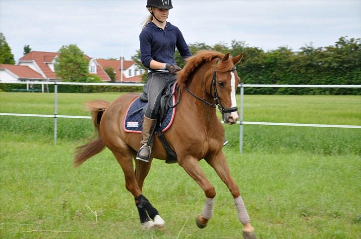 Hollandsk Sportspony Chili Pepper K billede 19