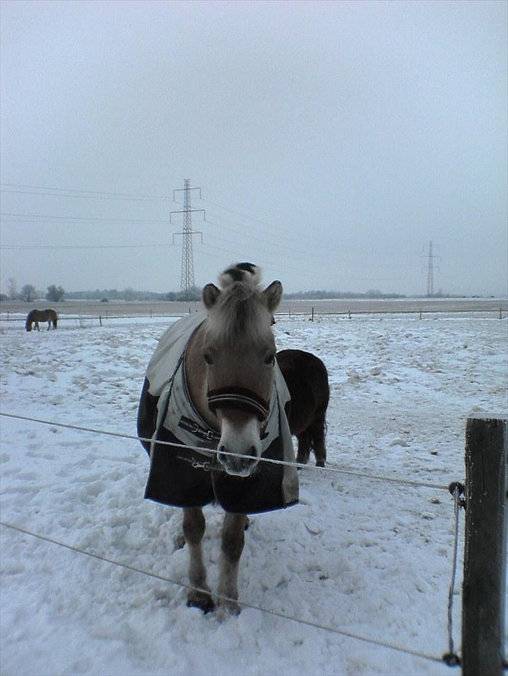 Fjordhest Højgaards Diamant billede 18