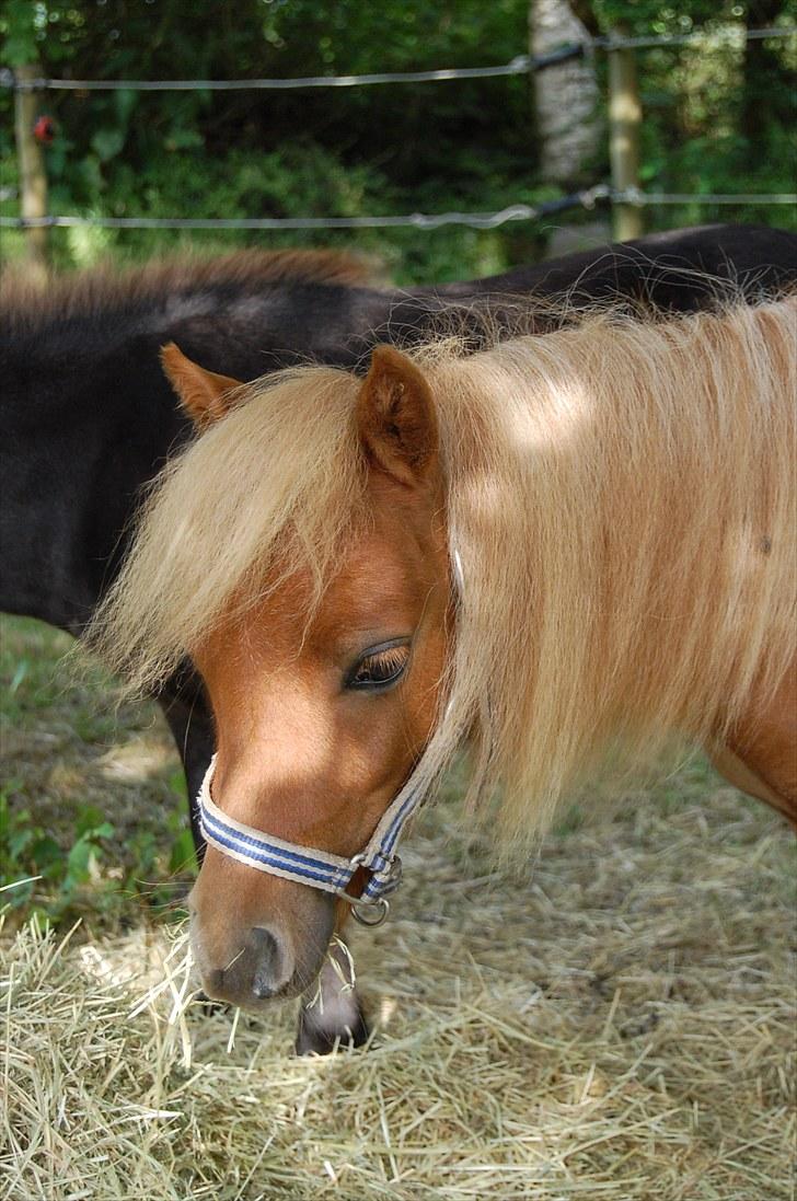 Anden særlig race Bob - Smukke Bob:) billede 1