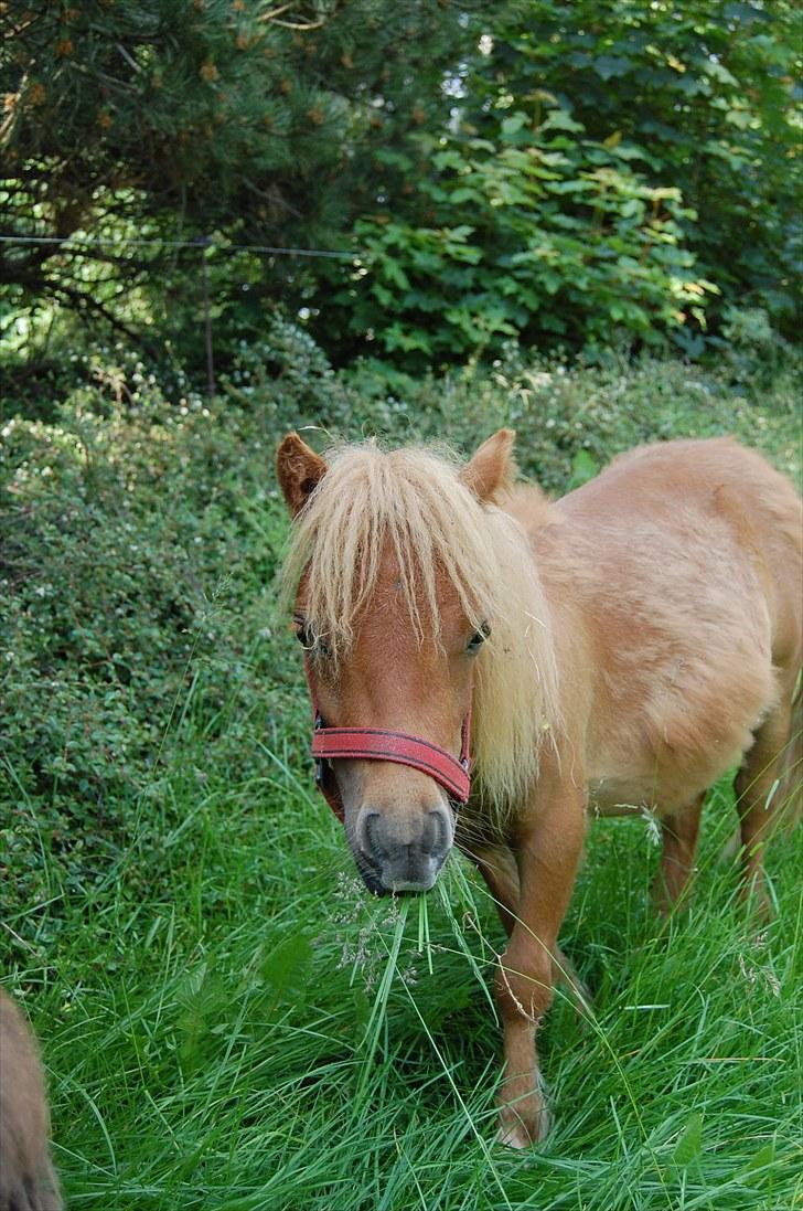 Anden særlig race Bob billede 4