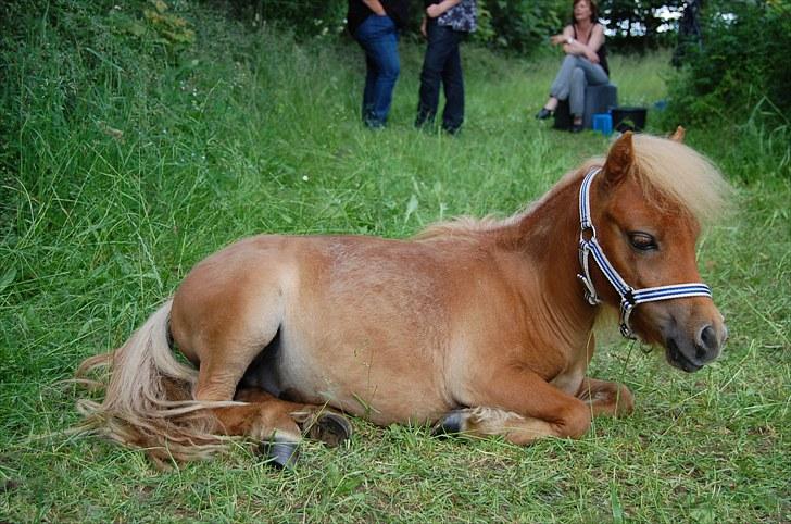 Anden særlig race Bob - Efter en ordentlig strigletur blir man altså liidt træt! billede 6